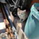 Βρέθηκε γατακι Γάτα- Θεσσαλονίκη