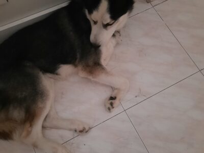 Χαριζεται σκυλος χασκι ετων 6 εμβολιασμενος Σκύλος- Αθήνα