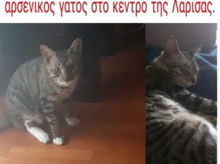 ΧΑΘΗΚΕ ΓΑΤΟΣ ΣΤΟ ΚΕΝΤΡΟ ΤΗΣ ΛΑΡΙΣΑΣ Γάτα- Λάρισα
