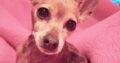 Χάθηκε/κλάπηκε η σκυλίτσα ράτσας pinscher ηλικίας 14 ετών με προβλήματα υγείας..Ακούει στο όνομα ΛΑΛΕ’. Σκύλος- Νέα Σμύρνη