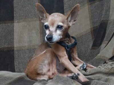 Χάθηκε/κλάπηκε η σκυλίτσα ράτσας pinscher ηλικίας 14 ετών με προβλήματα υγείας..Ακούει στο όνομα ΛΑΛΕ’. Σκύλος- Νέα Σμύρνη