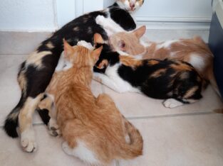 Χαρίζονται για υιοθεσία σε σπίτι Γάτα- Βριλήσσια