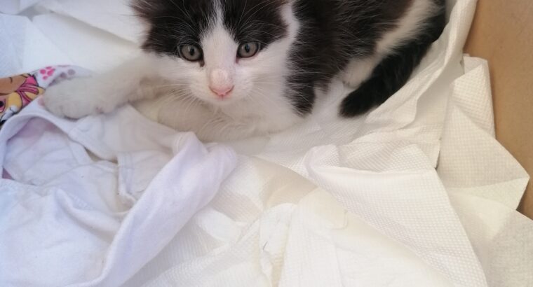 Γατάκι 2,5 μηνών βρέθηκε στην Παλληνη Γάτα- Παλλήνη