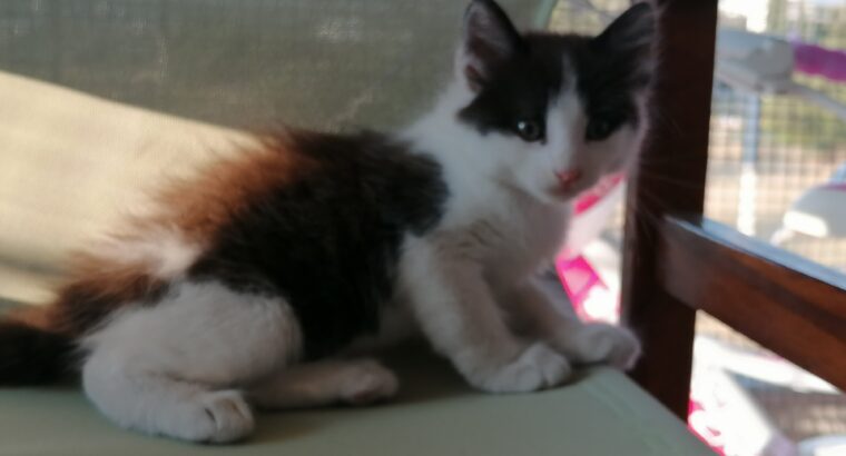 Γατάκι 2,5 μηνών βρέθηκε στην Παλληνη Γάτα- Παλλήνη