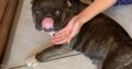Χάθηκε Σκυλι στις περιοχές Αγιόκαμπος έως Αγία Λάρισας Σκύλος- Βελίκα