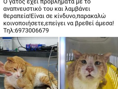 Χάθηκε Γάτος Κάτω Γαλατάς Χανιά Γάτα- Γαλατάς