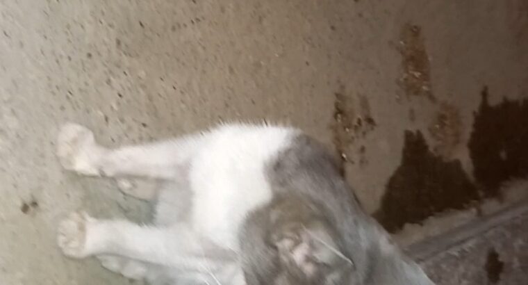 Χσθηκε γατάκι άρρωστο περιοχή Αμπεριάς Χανίων Γάτα- Χανιά