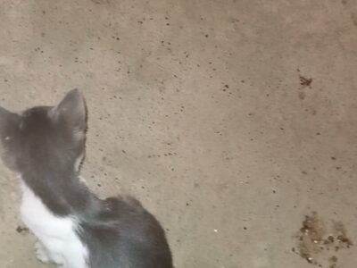 Χσθηκε γατάκι άρρωστο περιοχή Αμπεριάς Χανίων Γάτα- Χανιά