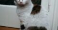 Βρέθηκε γατάκι Ιλίσια Αθήνα Γάτα- Ιλίσια