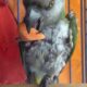 ΒΡΈΘΗΚΕ!!♥️♥️♥️-Χάθηκε παπαγάλος Σενεγάλης με δαχτυλίδι QT587 Πτηνό- Τερψιθέα
