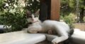 Χάθηκε αρσενικό γατάκι περίπου 4 μηνών στη Νέα Μακρη ασπρογκρι με πορτοκαλί λουράκι Γάτα- Νέα Μάκρη