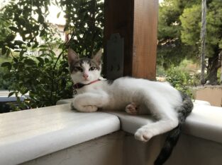 Χάθηκε αρσενικό γατάκι περίπου 4 μηνών στη Νέα Μακρη ασπρογκρι με πορτοκαλί λουράκι Γάτα- Νέα Μάκρη