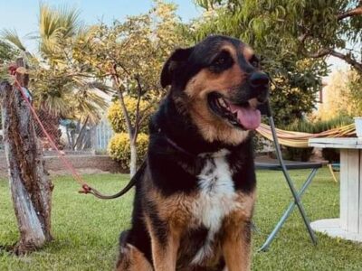 Χάθηκε ο σκύλος μας Σκύλος- Άγιος Μαμάς