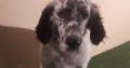 ΧΑΡΙΖΕΤΑΙ σκυλακι ρατσας σεττερ 3 χρονων Σκύλος- Άγιοι Ανάργυροι