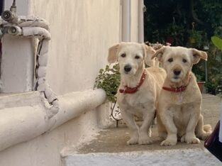 Χαθηκαν οι 2 σκυλιτσες μου ειναι πολυ φιλικες χαδιαρες και ακουνε στα ονοματα Μπουμπου και Κιττυ!!!Ειναι στειρωμενες προσφατα κουρεμενες!!! Σκύλος- Τσικαλαριά