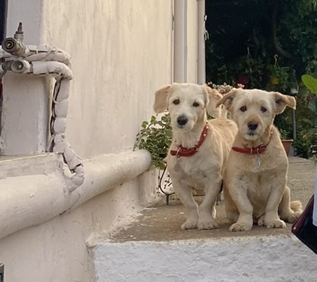 Χαθηκαν οι 2 σκυλιτσες μου ειναι πολυ φιλικες χαδιαρες και ακουνε στα ονοματα Μπουμπου και Κιττυ!!!Ειναι στειρωμενες προσφατα κουρεμενες!!! Σκύλος- Τσικαλαριά