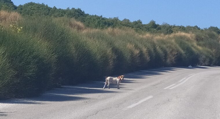 Σκύλος στην περιοχή Βαμβακιας Θεσσαλονίκης Σκύλος- Αρεθούσα