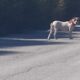 Σκύλος στην περιοχή Βαμβακιας Θεσσαλονίκης Σκύλος- Αρεθούσα