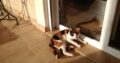Βρέθηκε γατούλα στην Αρτεμιδα Αττικής Γάτα- Αρτέμιδα