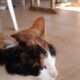 Βρέθηκε γατούλα στην Αρτεμιδα Αττικής Γάτα- Αρτέμιδα