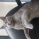 Γάτος Χρώματος Γκρι Αρτέμιδα Γάτα- Αρτέμιδα