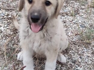Χάθηκε κουτάβι ημίαιμο τσοπανόσκυλο Σκύλος- Περιοχή Τυρνάβου