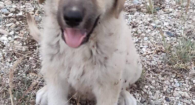 Χάθηκε κουτάβι ημίαιμο τσοπανόσκυλο Σκύλος- Περιοχή Τυρνάβου