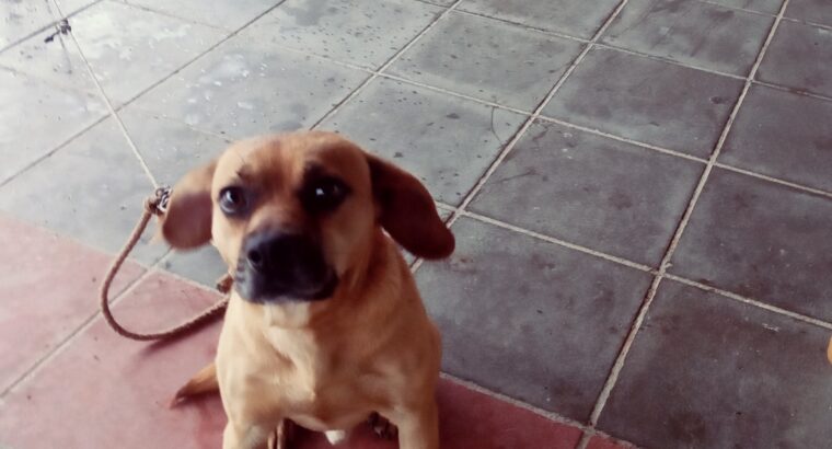 Ζητείται οικογένεια για τον Μπούμπη🐕 Σκύλος- Γεράνι Χανίων