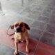 Ζητείται οικογένεια για τον Μπούμπη🐕 Σκύλος- Γεράνι Χανίων