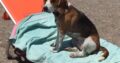 Χαθηκε το εικονιζομενο σκυλακι – περιοχή ΟΑΚΑ Σκύλος- Μαρούσι ΟΑΚΑ