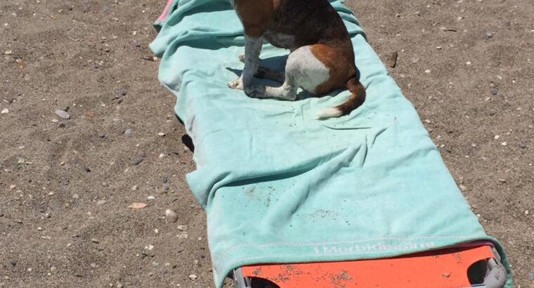 Χαθηκε το εικονιζομενο σκυλακι – περιοχή ΟΑΚΑ Σκύλος- Μαρούσι ΟΑΚΑ