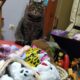 Χάθηκε γκρι τιγρέ θηλυκή γάτα στο Χαλάνδρι Γάτα- Χαλάνδρι