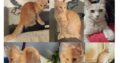 ΧΑΘΗΚΕ ΤΟ ΕΙΚΟΝΙΖΟΜΕΝΟ ΓΑΤΑΚΙ ΘΗΛΥΚΟ 6 ΜΗΝΩΝ ΜΕ ΦΟΥΝΤΩΤΗ ΟΥΡΑ Γάτα- Σκοπέλου 69