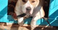 Χαρίζω Πιτ Μπουλ παιχνιδιάρικο δύο ετών Θεσσαλονίκη Σκύλος- Ελευθέριο Κορδελιό