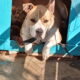 Χαρίζω Πιτ Μπουλ παιχνιδιάρικο δύο ετών Θεσσαλονίκη Σκύλος- Ελευθέριο Κορδελιό