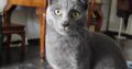 Χάθηκε γάτος στην Τερψιθέα – Άνω Γλυφάδα Γάτα- Λευκωσίας 40
