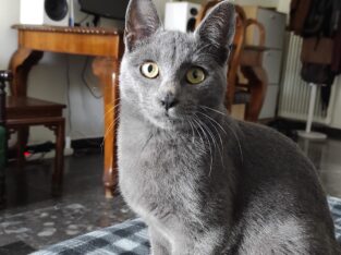 Χάθηκε γάτος στην Τερψιθέα – Άνω Γλυφάδα Γάτα- Λευκωσίας 40