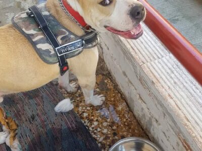 Χαρίζεται, ο Γκούφυ 🐕 είναι δύο ετών Σκύλος- Ελευθέριο Κορδελιό
