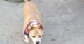 Χαρίζεται, ο Γκούφυ 🐕 είναι δύο ετών Σκύλος- Ελευθέριο Κορδελιό
