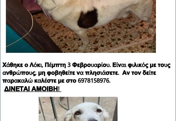 Χάθηκε Σκύλος από Πετρούπολη