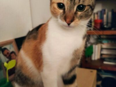 Χαθηκε γατα πολυχρωμη κονδυλακη/ φιλιππουπολεως ηρακλειο κρητης Γάτα- θερισσος/ μασταμπας