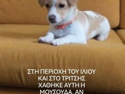 ΧΑΘΗΚΕ Η ΣΑΝΤΥ ΧΤΕΣ 30/03/2022 ΣΤΟ ΠΑΡΚΟ ΤΡΙΤΣΗ ΣΤΟ ΙΛΙΟΝ.ΕΑΝ ΤΗ ΒΡΕΙΤΕ ΚΡΑΤΗΣΤΕ ΤΗ ΚΑΙ ΕΝΗΜΕΡΩΣΤΕ ΜΑΣ. ΔΙΝΕΤΑΙ ΑΜΟΙΒΗΒΗ Σκύλος- Ίλιον