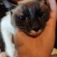 Χαρίζεται γατάκι Γάτα- Άνω Λιόσια