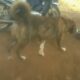 Χαθηκε ή κλάπηκε σκύλα από περιοχή Κωνσταντινπυπολίτικα στις 09/Μαρτιου/2022/ με κόκκινο κολάρο 1,5 χρονών Σάντυ το όνομά της. Δεν έχει τσίπ. Σκύλος- Κωνσταντινουπολίτικα.