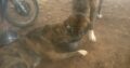 Χαθηκε ή κλάπηκε σκύλα από περιοχή Κωνσταντινπυπολίτικα στις 09/Μαρτιου/2022/ με κόκκινο κολάρο 1,5 χρονών Σάντυ το όνομά της. Δεν έχει τσίπ. Σκύλος- Κωνσταντινουπολίτικα.