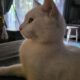 Χάθηκε Λευκός Γάτος ,Γάτα- Αχιλλέως 67
