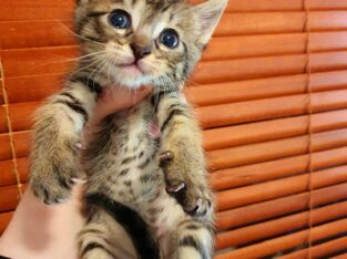 (Υιοθετήθηκε ♥️)*Χαρίζεται μωρό αρσενικό γατάκι 1 μηνός Γάτα- Νέα Ερυθραία