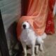 Χαρίζεται θηλυκό τσοπανόσκυλο Σκύλος- Αχαρνές