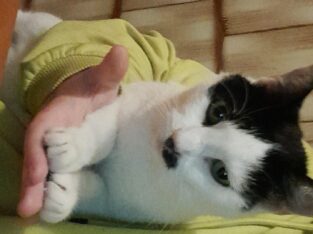 Χάθηκε θηλυκή γατούλα στο Νέο Ηράκλειο Αττικής Γάτα- Νέο Ηράκλειο Αττικής