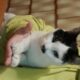 Χάθηκε θηλυκή γατούλα στο Νέο Ηράκλειο Αττικής Γάτα- Νέο Ηράκλειο Αττικής